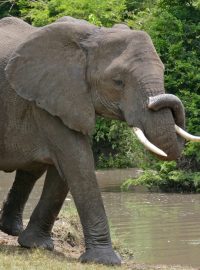 Sloni v Krugerově národním parku v Jihoafrické republice