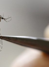 Komár egyptský (Aedes Aegypti), přenašeč viru zika
