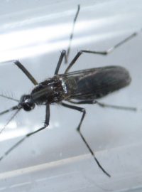 Komár druhu aedes aegypti, který může přenášet virus zika