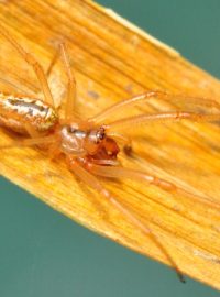 Jméno snovačka moravská (Enoplognatha bryjai) dostal nový druh pavouka popsaný Milanem Řezáčem z Výzkumného ústavu rostlinné výroby v Praze-Ruzyni. Pavouk se vyskytuje vzácně na jižní Moravě