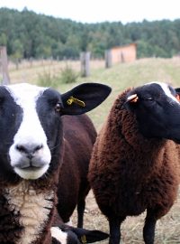 Tři prasata a dvě ovce netrpělivě očekávají krmení
