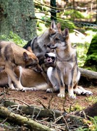 Vlky mohou lidé na vlastní oči vidět v Srní na Šumavě. Žijí zde v oploceném areálu, nad kterým vede lávka pro návštěvníky