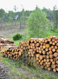 Skládka kůrovcového dřeva u svahu poblíž Nových Heřminov