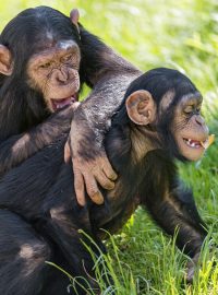 Šimpanzí mláďata (ilustrační foto)