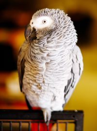 Šedý papoušek