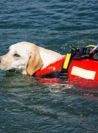 Pes vodní záchranář