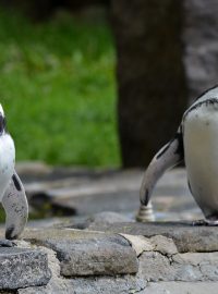U Pavilonu tučňáků