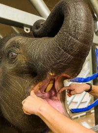 Slon indický, kterého v pražské zoo chovají, je na tom podle Kristena v přírodě velmi špatně