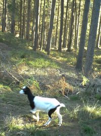 V Národním parku České švýcarsko mají nainstalované fotopasti, aby zachytily členy zdejší vlčí smečky. Na konci listopadu 2018 ale snímky překvapivě ukázaly, že tu žije i koza. Nikdo se k ní nehlásí.