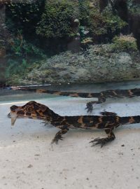 Odchov aligátorů čínských v jihlavské zoo je světový unikát