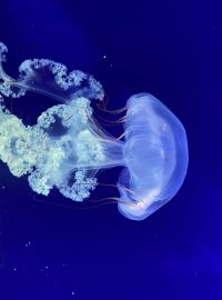 V chomutovském zooparku otevřeli druhé největší medúzárium v Česku