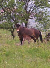První dvě hříbata exmoorských poníků se narodila v polovině dubna