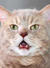 Kočka dokáže zachycovat pachy i ústy |