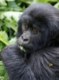 Mládě kriticky ohrožené gorily horské v národním parku ve Rwandě