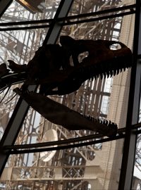 Kostra dinosaura je podle vědců starý 150 milionů let. Nový majitel jej v červnu v Paříži koupil za téměř 2,4 milionu dolarů