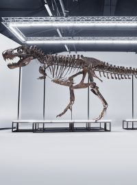 12 metrů dlouhou kostru Tyranosaura rexe vydražili 18. dubna ve Švýcarsku za 5,5 milionu franků (131 milionů korun)