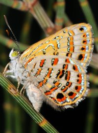 Motýl Bulloak jewel