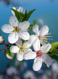 Kvetoucí třešeň (ilustrační foto)
