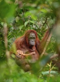 Fotografií roku 2018 a vítězem soutěže Czech Press Photo je snímek samice orangutana s umírajícím potomkem. Jeho autorem je Lukáš Zeman