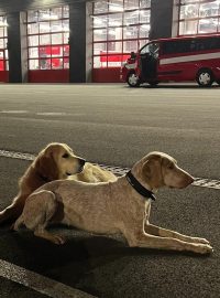 Čeští hasiči ani záchranní psi v pondělí do Maroka nepoletí