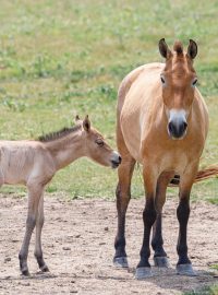 Hříbě koně Převalského, které se narodilo jako první v roce 2023 ve stádu na pražských Dívčích hradech