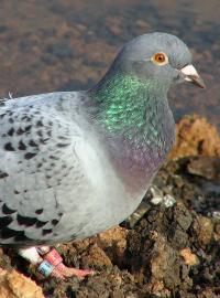 Poštovní holub (ilustrační foto)