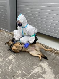 Psi budou na pražském letišti pomáhat již od ledna