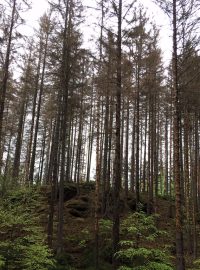 České lesy trpí kůrovcovou kalamitou několik let