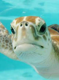 Mořská želva (ilustrační foto)