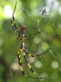 Samička pavouka nefila kyjovitá se dvěma samečky