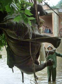 Evakuace nosorožce z pražské ZOO při povodních, 13. srpen 2002