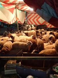 Ohrádka plná ovcí, koz a krav na tržišti