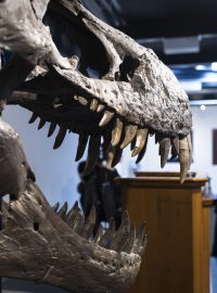 Kostra Tyranosaura Rexe ‚Trinity’ na aukci v Curychu