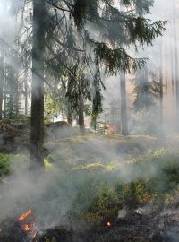 Lesní požár (ilustrační foto)
