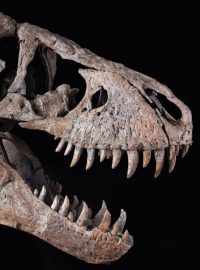 Lebka tyranosaura rexe se v USA vydražila za šest milionů dolarů