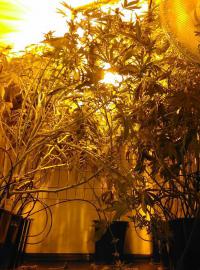 V domě muže v Českých Budějovicích objevili policisté asi padesát rostlin a vybavení pro jejich pěstování, včetně osvětlení a zavlažování.