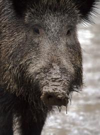 Divoká prasata na Zlínsku ohrožuje Africký mor. (Ilustrační foto)