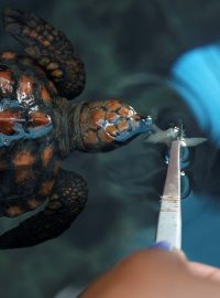 Záchranné středisko pro želvy v akváriu Two Oceans v Kapském Městě